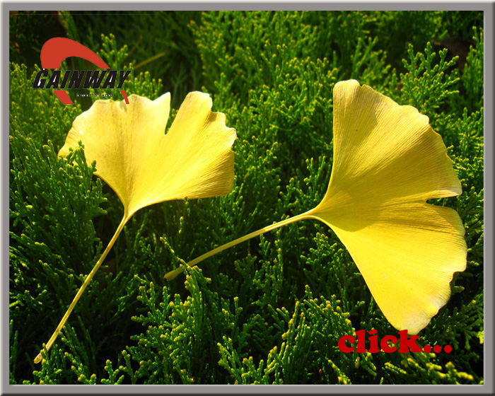 Ginkgo Extract-Ginkgo Flavonglycosides NLT 24%