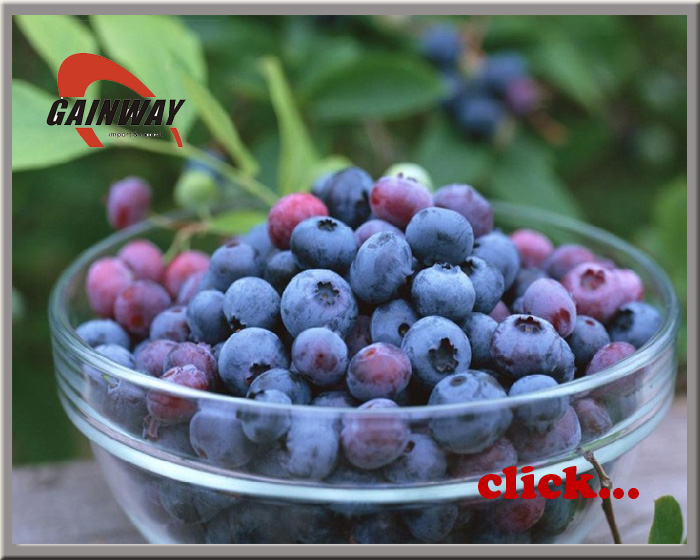Bilberry Extracts-Anthocyanidins