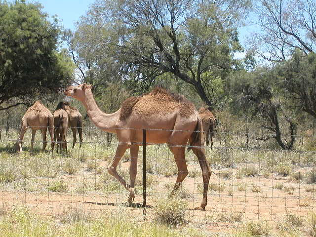 Camel Fence