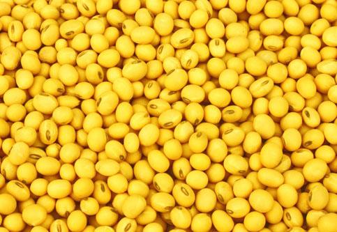 Soybean Germ Extract-Isoflavones