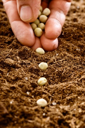 Plant Seeds & Bulbs