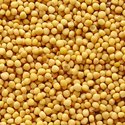 Желтые Семена горчицы 