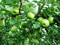 Свежий Зеленый Золотой Вкусные Яблоки
