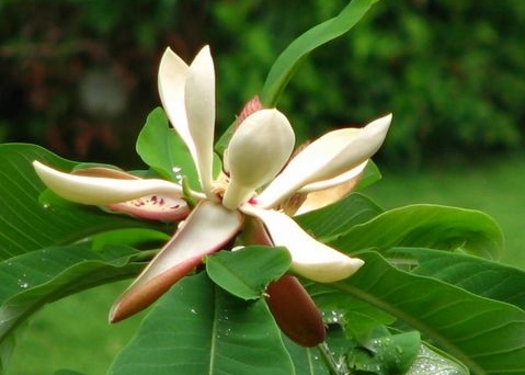 magnolia p.