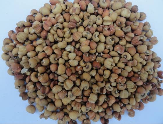 Sell Laos Coix seed (also called Pearl barley,Jobs tear,YiYi Ren,Adlay,Coicis semen,Hatomugi,Coix semen,Yi ren,Olive seed, ハトムギ, はと麦)