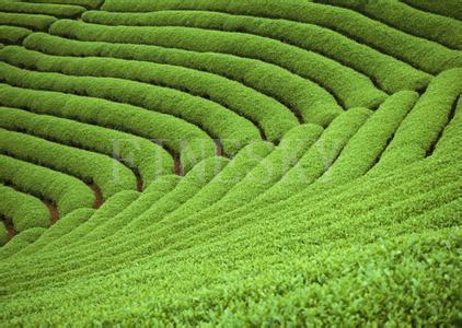 98% tea polyphenol green tea extract by Finesky