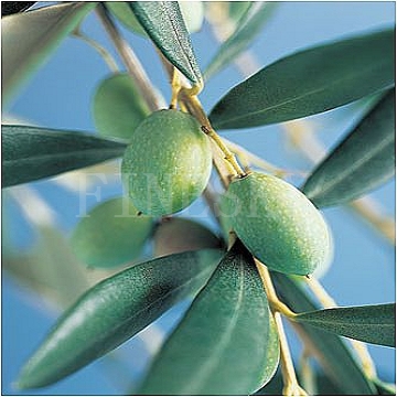 Olive leaf P.E. for body health