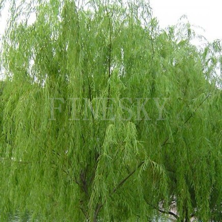 Finesky natural white willow bark extract