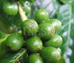 Green coffee bean extract by Finesky