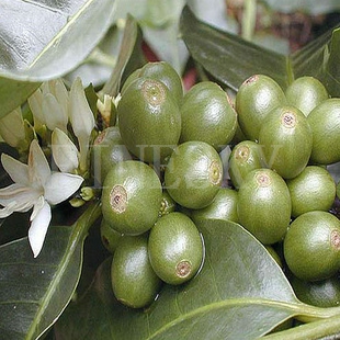Anti-tumor green coffee bean extract powder