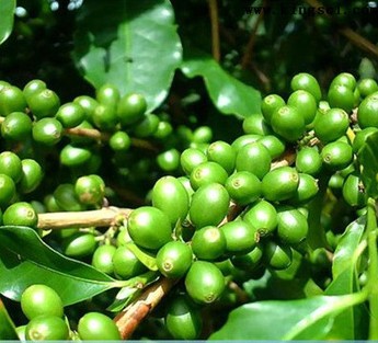 Health care green coffee bean P.E.