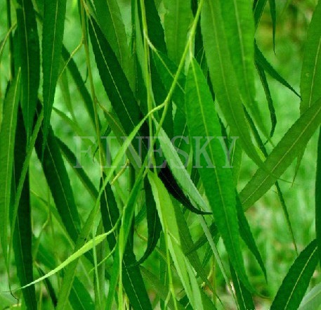 Top quality white willow bark extract by Finesky