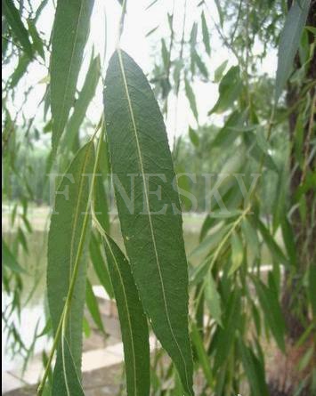 White willow bark extract powder 15%, 25%, 50%, 98%