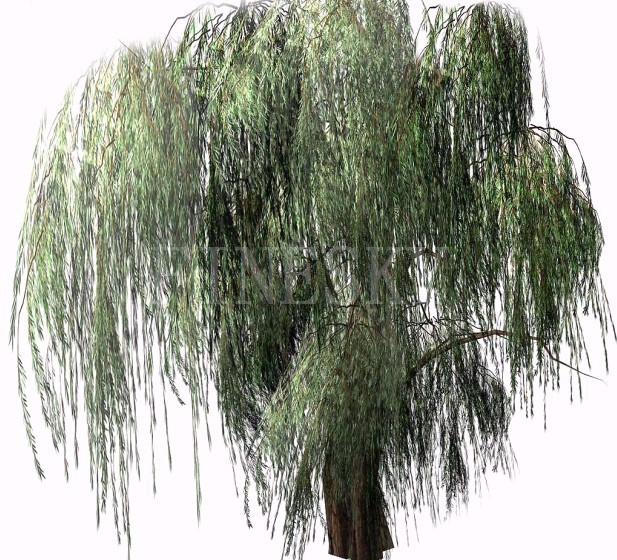 Plant extract white willow bark P.E. supplement