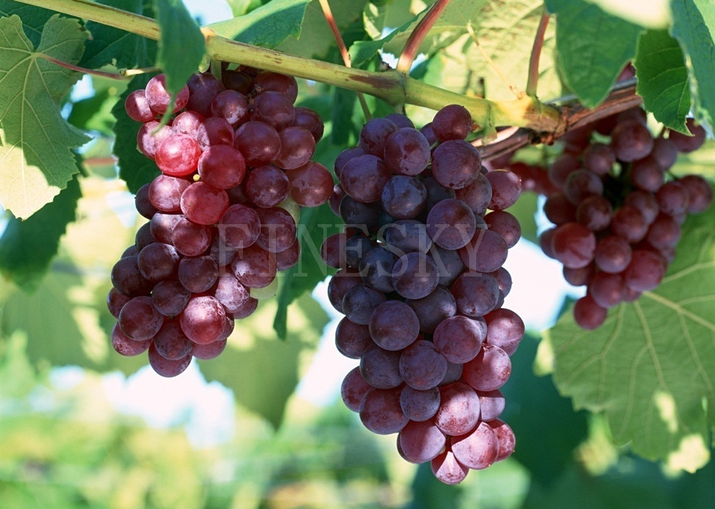 Grape seed extract healthy nutrition supplement