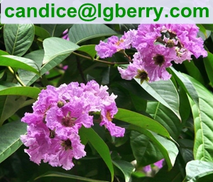 100% Natural Banaba Leaf Extract Corosolic acid for nutritional supplement 