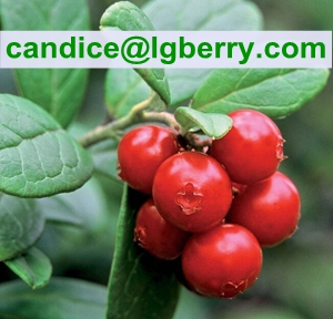 Nature 5-70%Lingonberry Anthocyanin