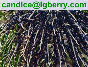 Natural Acai Berry Extract 5%-70%Anthocyanin/acai berry extract