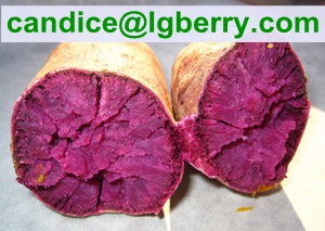 Professional purple sweet potato powder /anthocyanin 5%~70% 