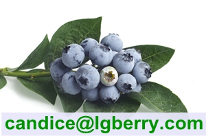 (HACCP) 100% Pure Natural Blueberry Pterostilbene
