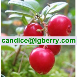 Wild Lingonberry Proanthocyanidins /OPC/lingonberry extract