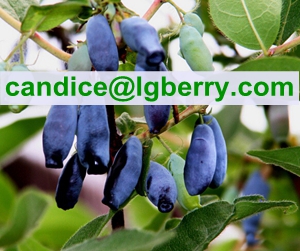 3%-40%ОРС порошок Sweetberry жимолости