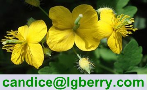 Gmp factory supplier of Celandine Extract Chelidonine 