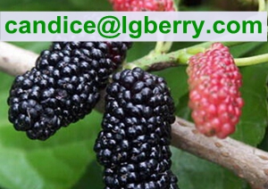 Natural fruit extract anthocyanin mulberry extract powder 