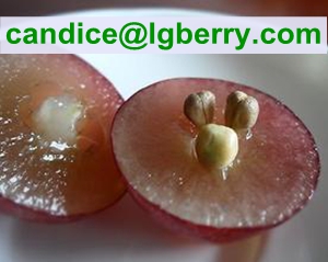 100% natural Grape Seed Extract OPC( Proanthocyanidins ) 