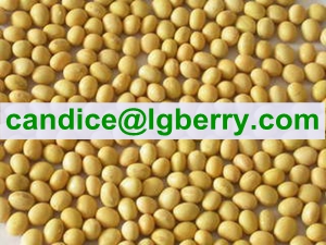 Isolate Soya protein(NON-GMO soybean) 