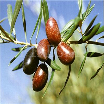 Olive leaf extract as dietary supplementation by Finesky