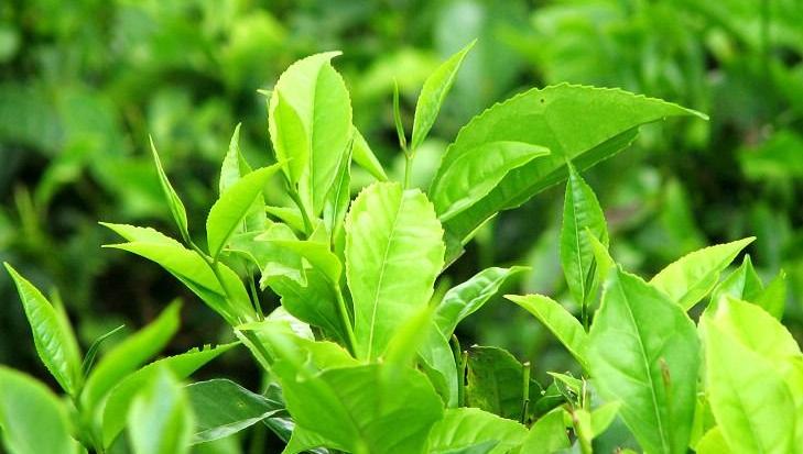 Natural herbal green tea extract for medicines