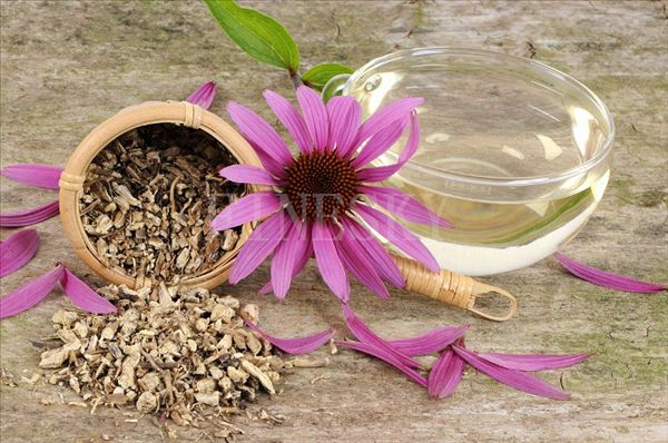 Herbal echinacea purpurea extract for medicines