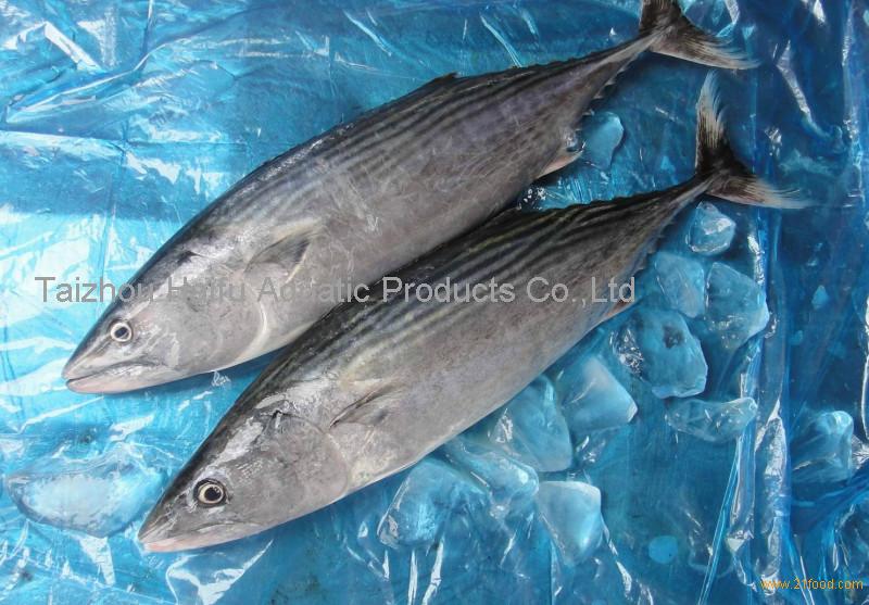 china origin stripped bonito fish whole round for sale