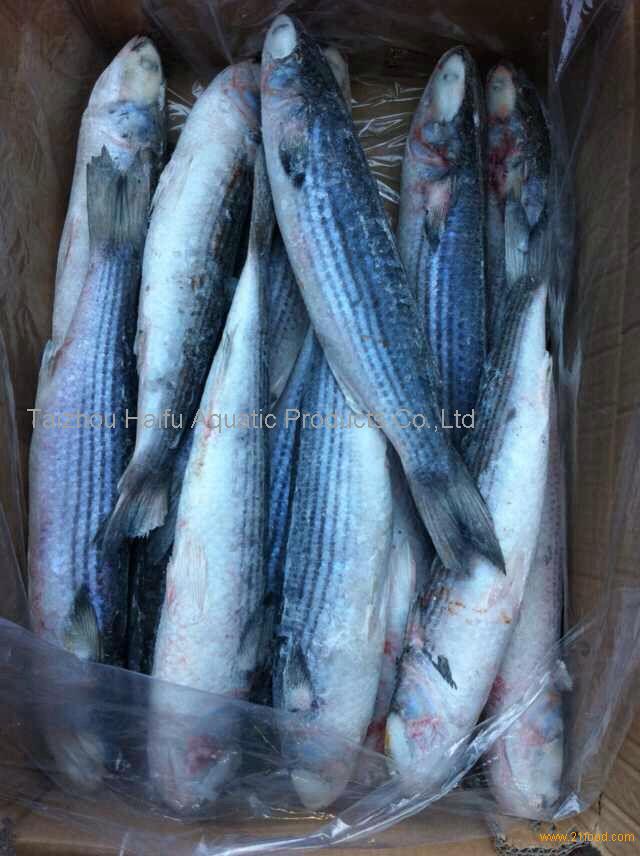frozen grey mullet fish whole round