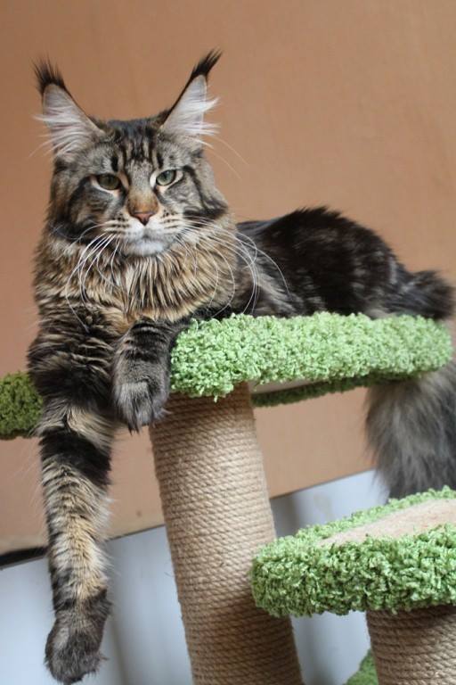 Maine Coon, male - breed-show