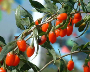 Organic Wolfberry Extract