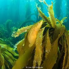 Kelp Extracts