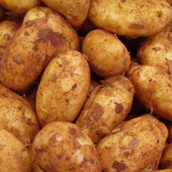New year fresh potato