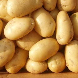 Fresh Kufri Badshah Potato