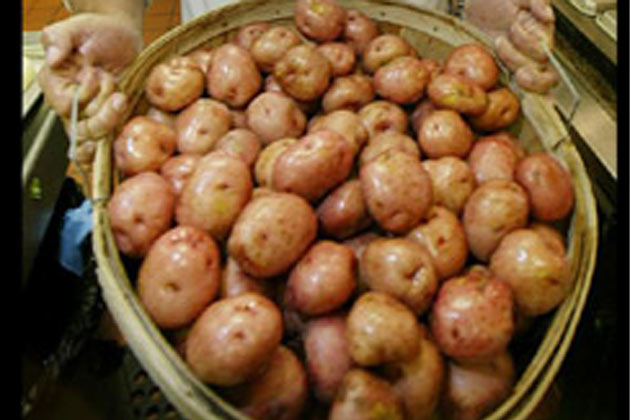 Farm potatoes fresh
