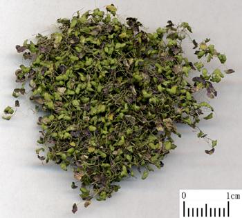 Herba Spirodelae