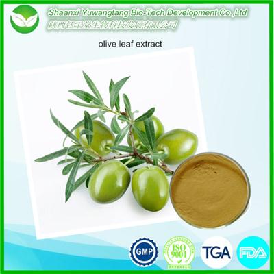 OlIVe Leaf Extract