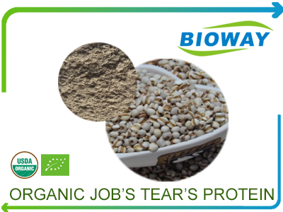 Organic Job’s Tears Protein