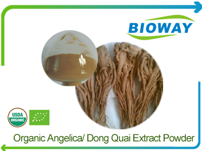 Organic Angelica Extract Powder