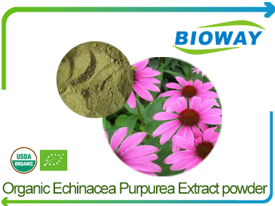 Organic Echinacea Purpurea Extract Powder