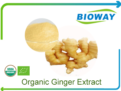 Organic Ginger Extract Powder