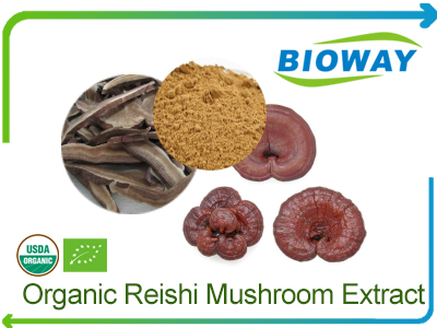 Organic Reishi Mushroom Extract Powder