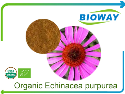 Organic Echinacea Purpurea