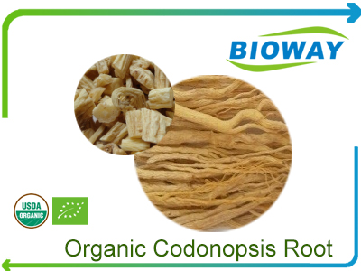 Organic Codonopsis Root